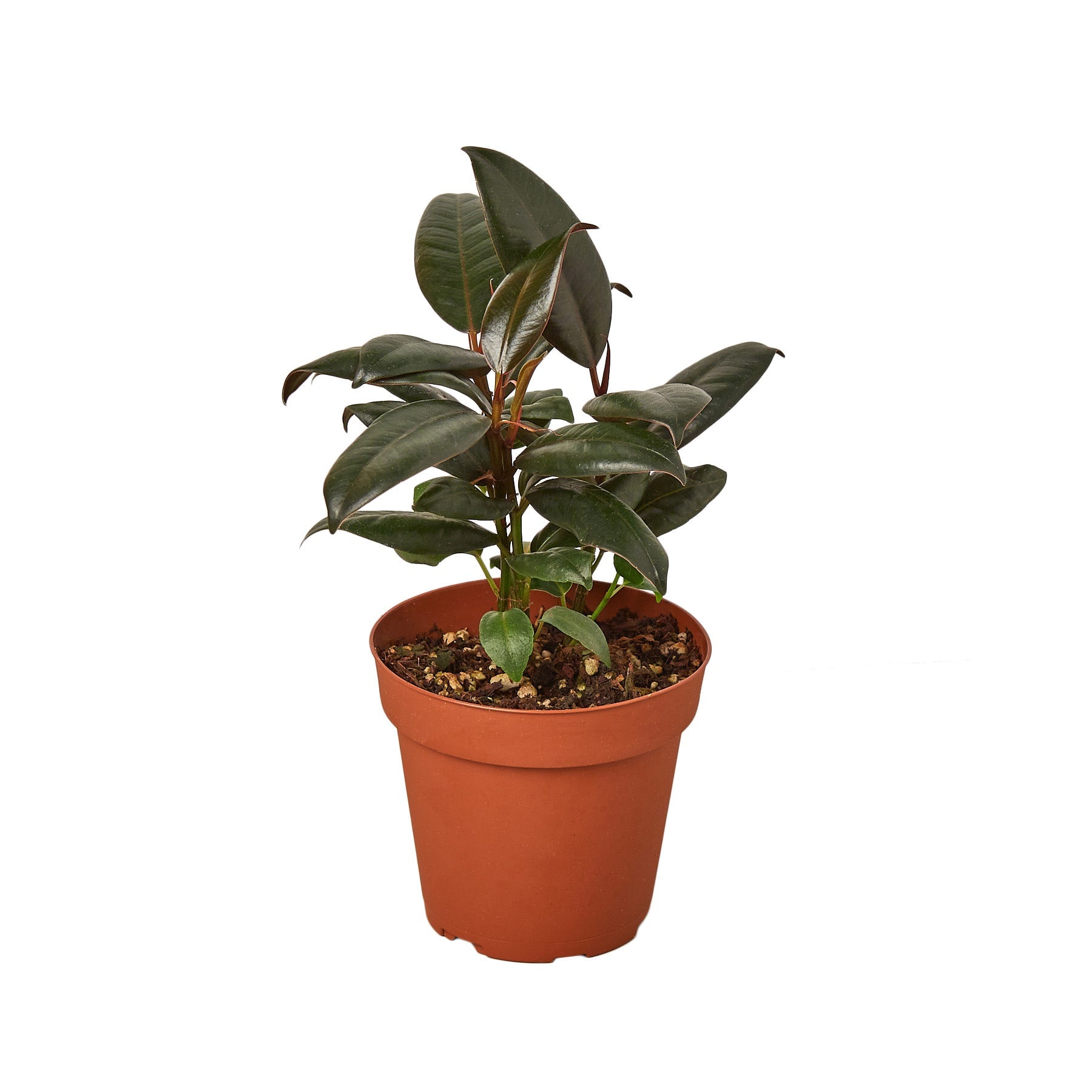 Burgundy Rubber Plant Live Indoor Plant (Ficus elastica), Easy Care Statement Foliage Houseplant for Home and Office Decor