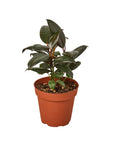 Burgundy Rubber Plant Live Indoor Plant (Ficus elastica), Easy Care Statement Foliage Houseplant for Home and Office Decor
