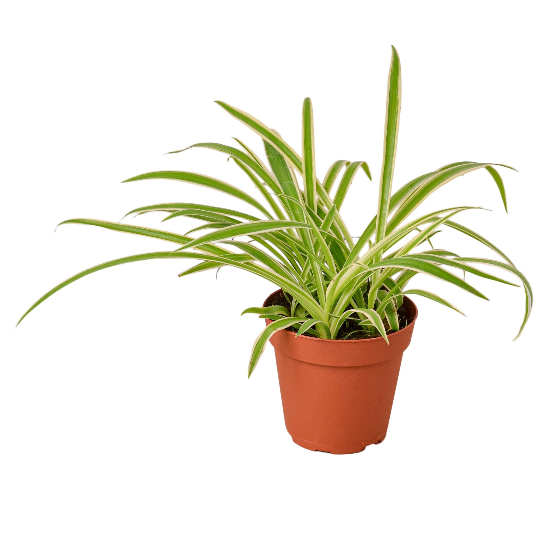 Reverse Spider Plant Live Indoor Plant (Chlorophytum comosum), Easy Care Houseplant for Home and Office Decor