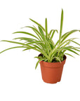Reverse Spider Plant Live Indoor Plant (Chlorophytum comosum), Easy Care Houseplant for Home and Office Decor