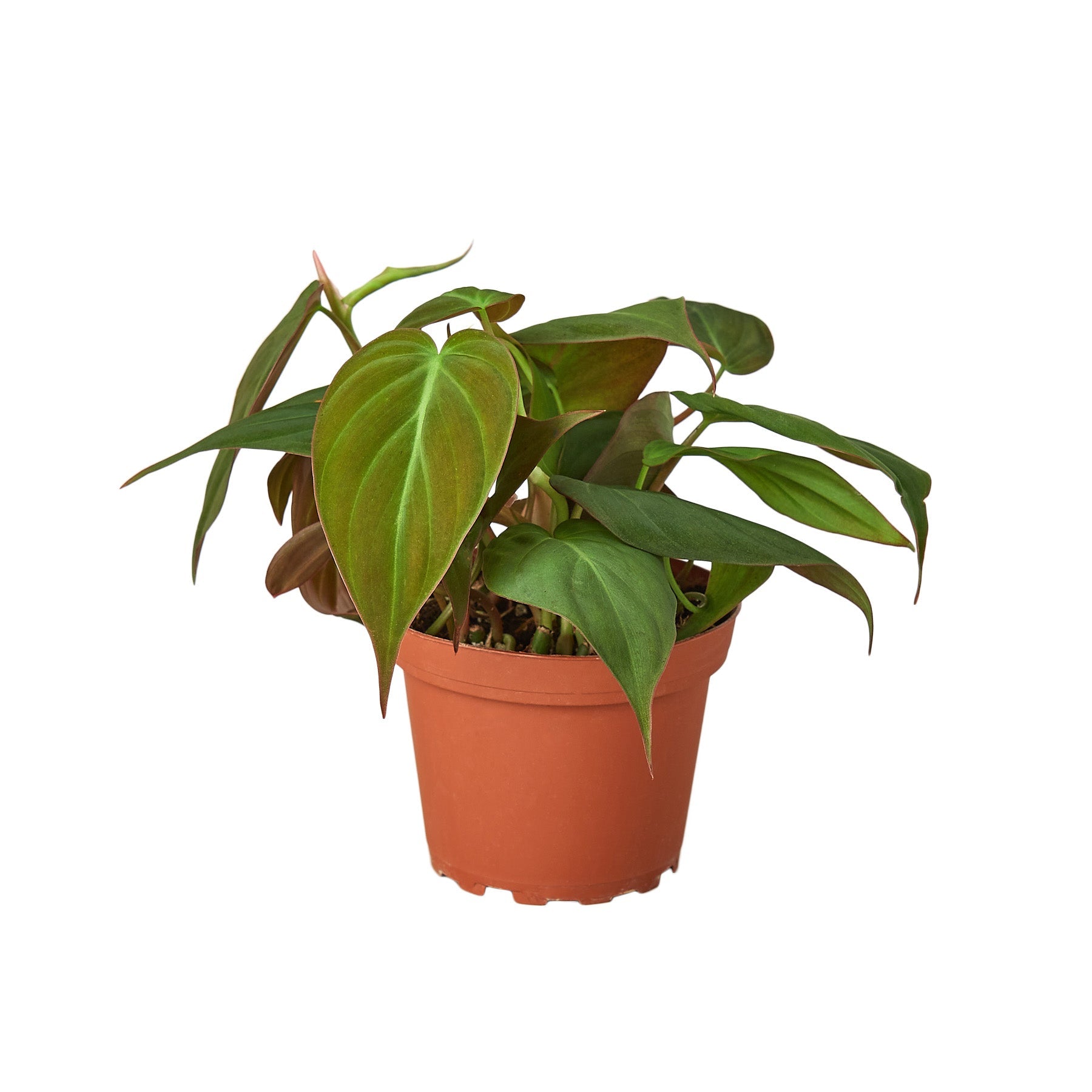 Velvet Philodendron Micans Live Indoor Plant (Philodendron hederaceum micans), Easy Care Trailing Houseplant for Home and Office Decor