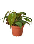 Velvet Philodendron Micans Live Indoor Plant (Philodendron hederaceum micans), Easy Care Trailing Houseplant for Home and Office Decor
