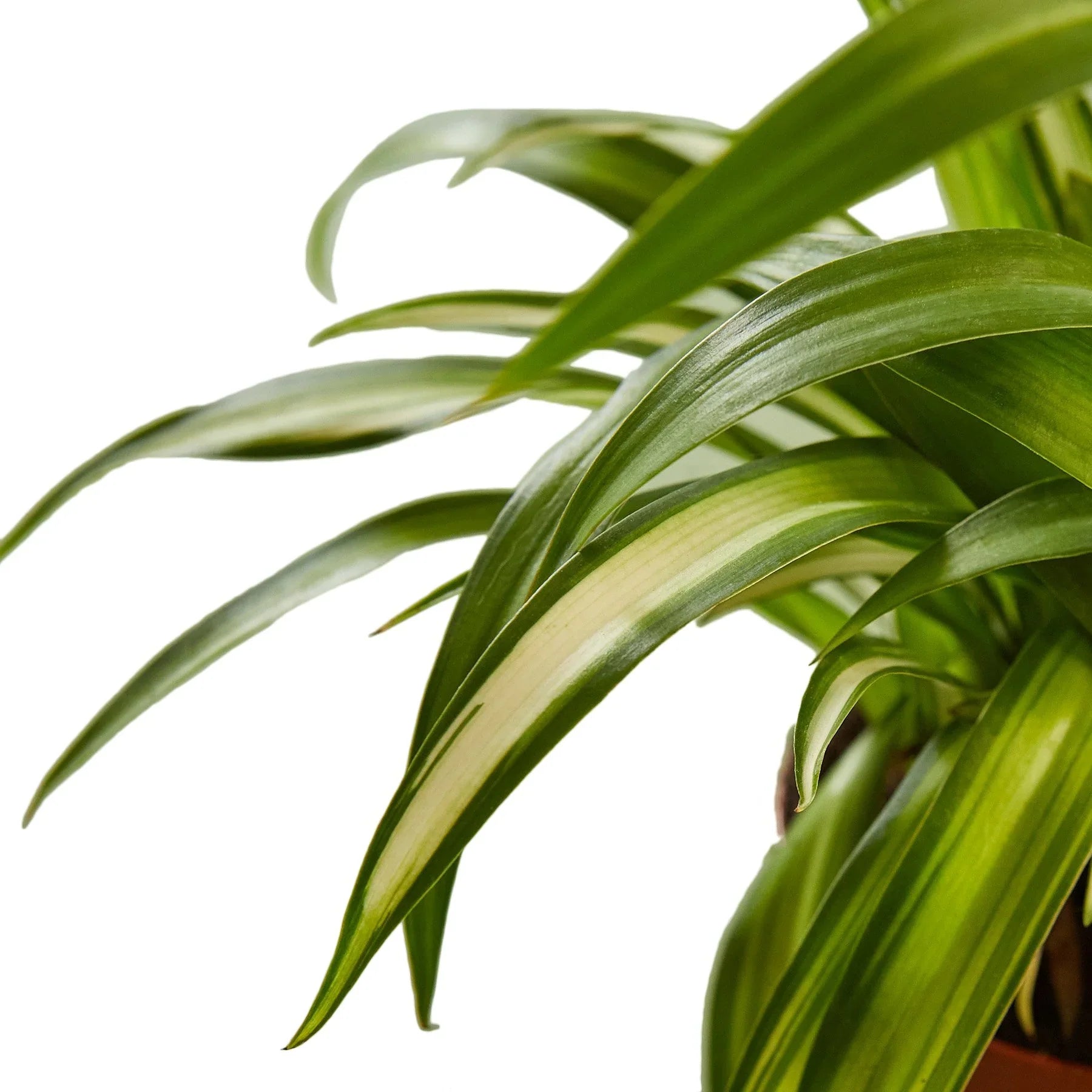 Hawaiian Spider Plant Live Indoor Plant (Chlorophytum), Easy Care Houseplant for Home and Office Decor