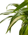 Hawaiian Spider Plant Live Indoor Plant (Chlorophytum), Easy Care Houseplant for Home and Office Decor