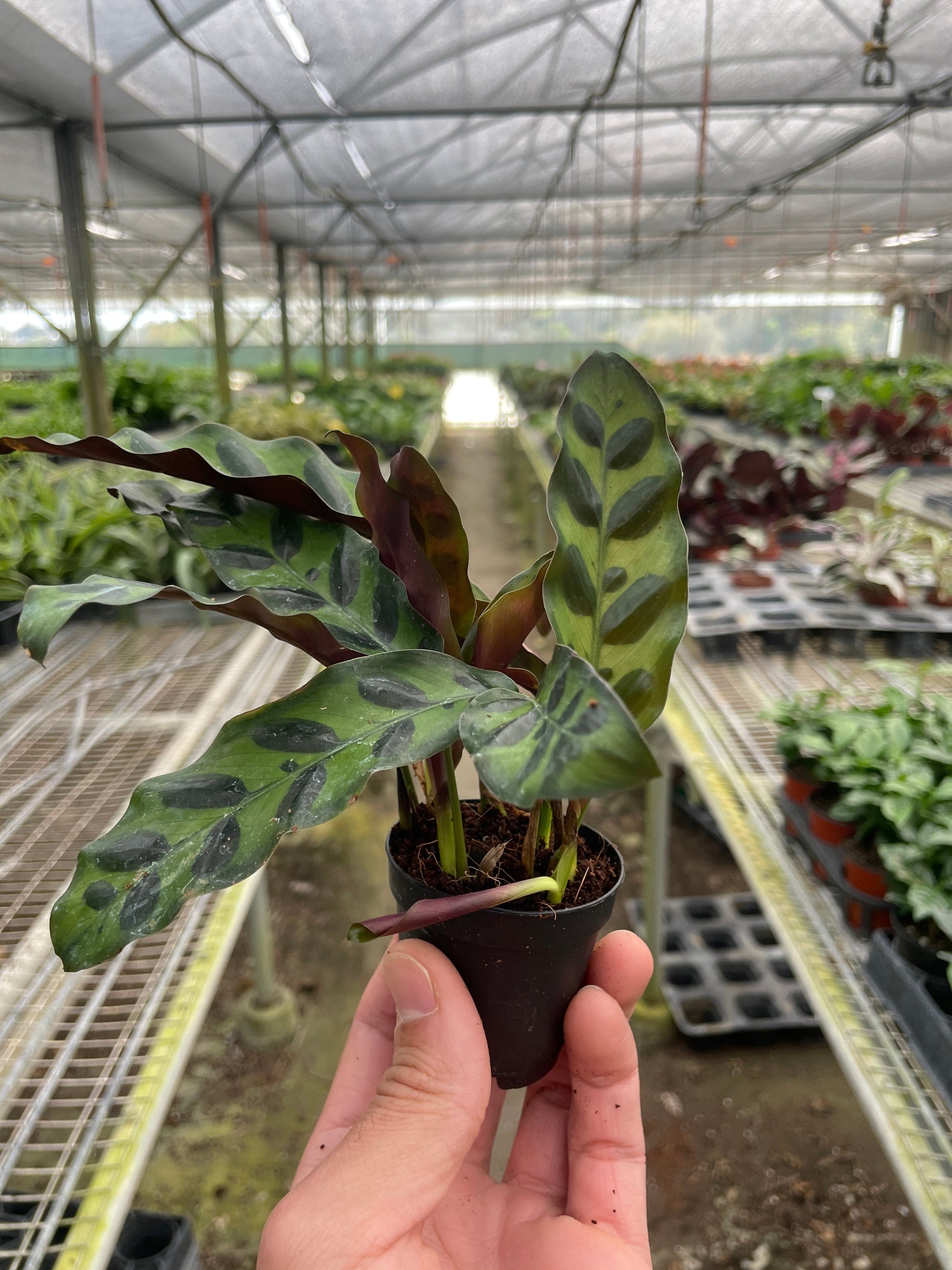 Calathea 'Rattlesnake' Live Indoor Plant (Goeppertia insignis), Easy Care Tropical Foliage Houseplant for Home and Office Decor