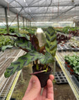 Calathea 'Rattlesnake' Live Indoor Plant (Goeppertia insignis), Easy Care Tropical Foliage Houseplant for Home and Office Decor