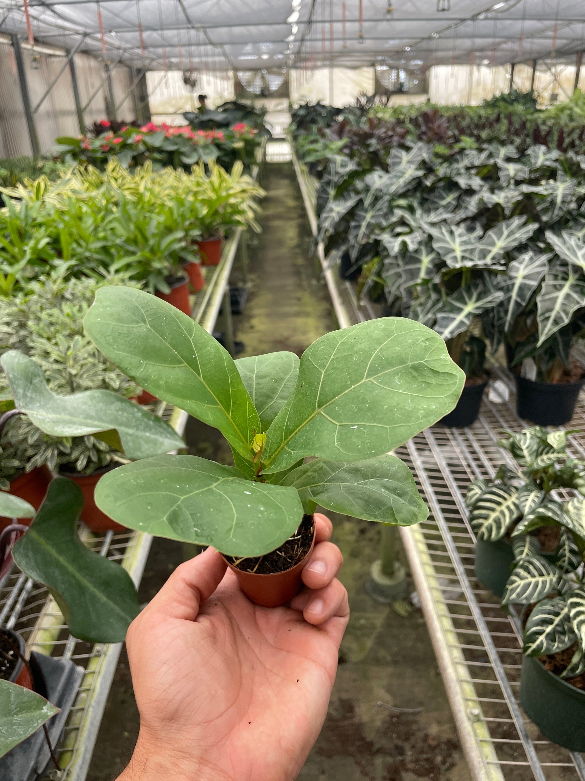 Fiddle Leaf Fig Live Indoor Plant (Ficus lyrata), Easy Care Statement Tree Houseplant for Home and Office Decor