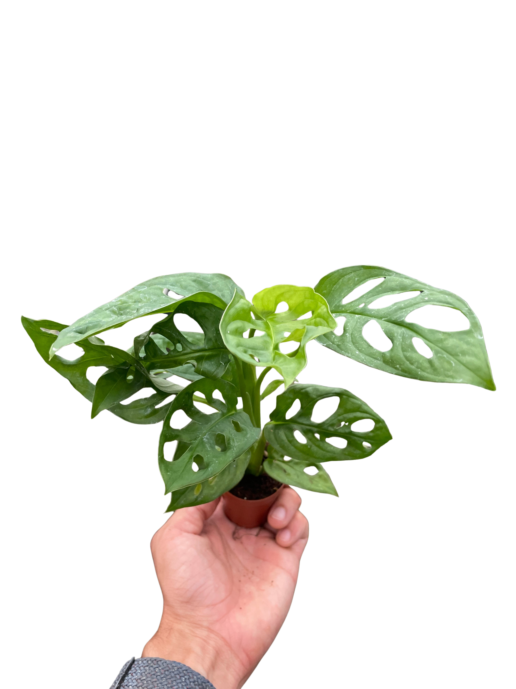 Swiss Cheese Plant Monstera Adansonii Live Indoor Plant (Monstera adansonii), Easy Care Climbing Trailing Houseplant for Home and Office Decor