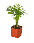 Parlor Palm Live Indoor Plant (Chamaedorea elegans), Easy Care Palm Houseplant for Home and Office Decor