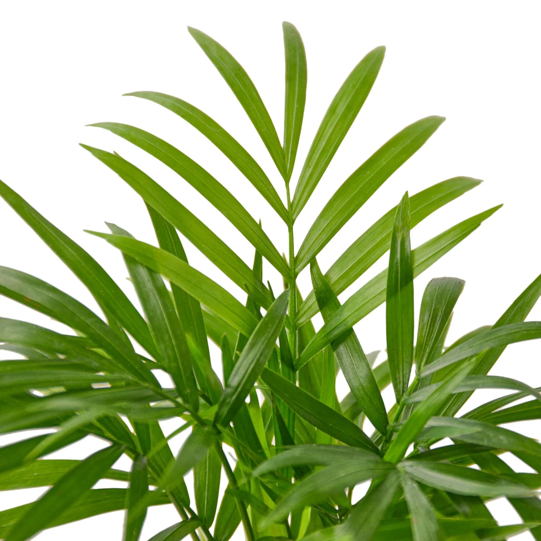 Parlor Palm Live Indoor Plant (Chamaedorea elegans), Easy Care Palm Houseplant for Home and Office Decor