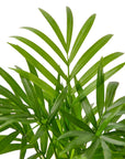 Parlor Palm Live Indoor Plant (Chamaedorea elegans), Easy Care Palm Houseplant for Home and Office Decor