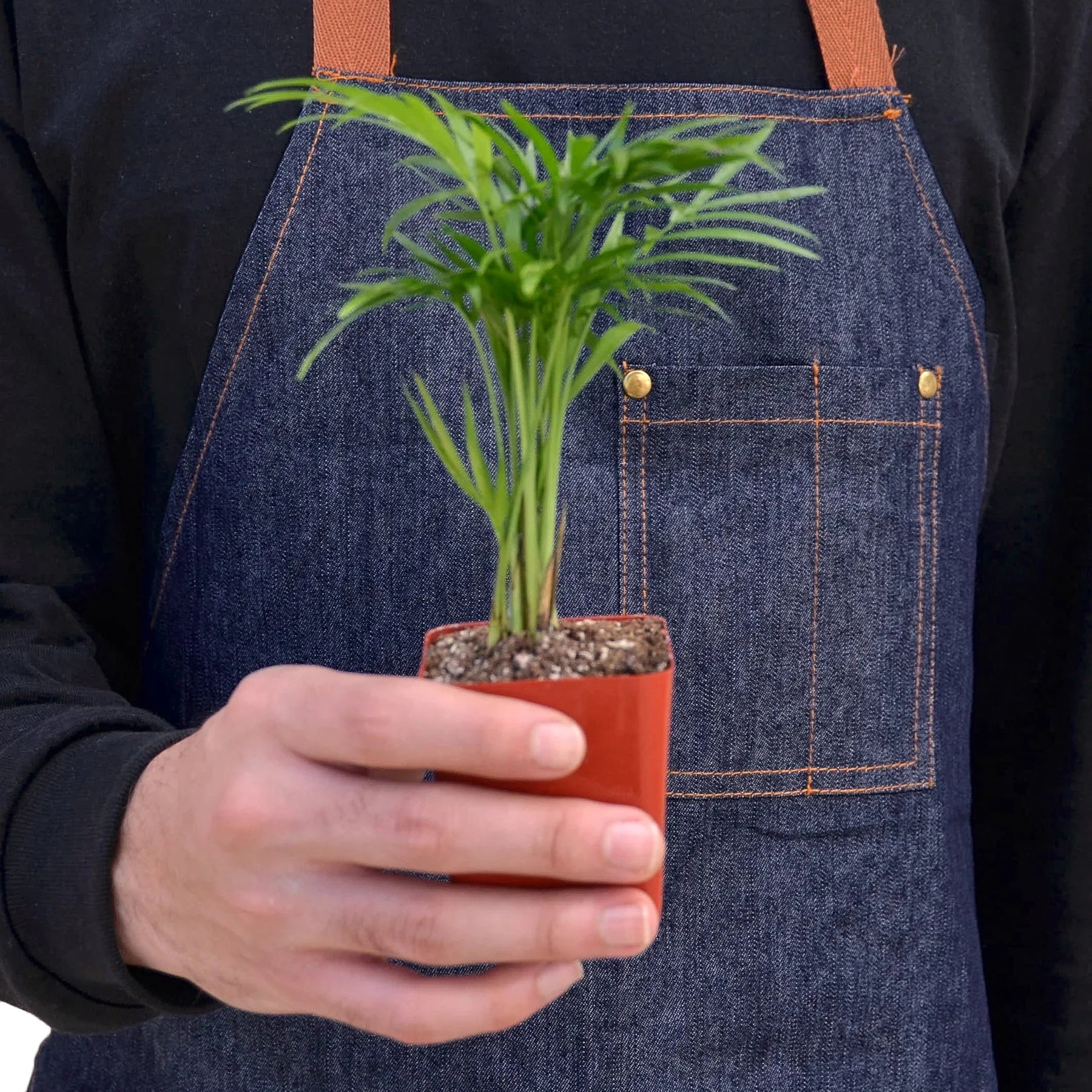 Parlor Palm Live Indoor Plant (Chamaedorea elegans), Easy Care Palm Houseplant for Home and Office Decor