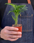 Parlor Palm Live Indoor Plant (Chamaedorea elegans), Easy Care Palm Houseplant for Home and Office Decor