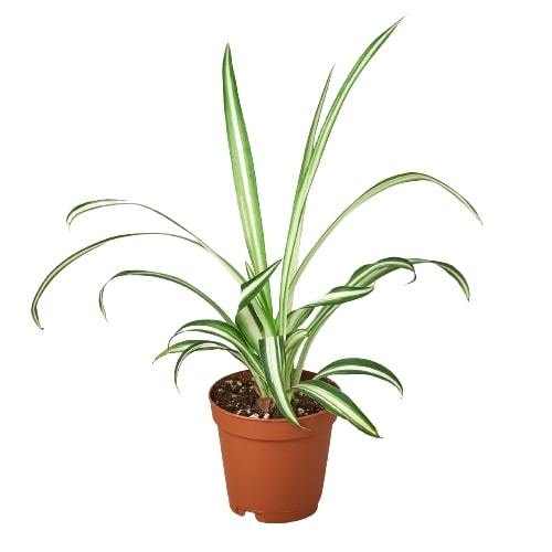 Reverse Spider Plant Live Indoor Plant (Chlorophytum comosum), Easy Care Houseplant for Home and Office Decor