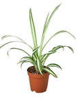 Reverse Spider Plant Live Indoor Plant (Chlorophytum comosum), Easy Care Houseplant for Home and Office Decor