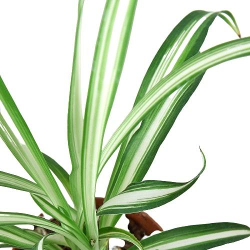Reverse Spider Plant Live Indoor Plant (Chlorophytum comosum), Easy Care Houseplant for Home and Office Decor