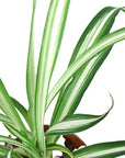 Reverse Spider Plant Live Indoor Plant (Chlorophytum comosum), Easy Care Houseplant for Home and Office Decor