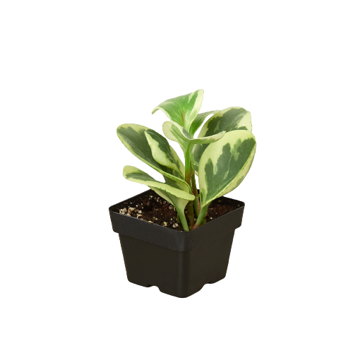 Peperomia 'Marble' Live Indoor Plant (Peperomia), Easy Care Compact Foliage Houseplant for Home and Office Decor