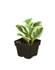 Peperomia 'Marble' Live Indoor Plant (Peperomia), Easy Care Compact Foliage Houseplant for Home and Office Decor