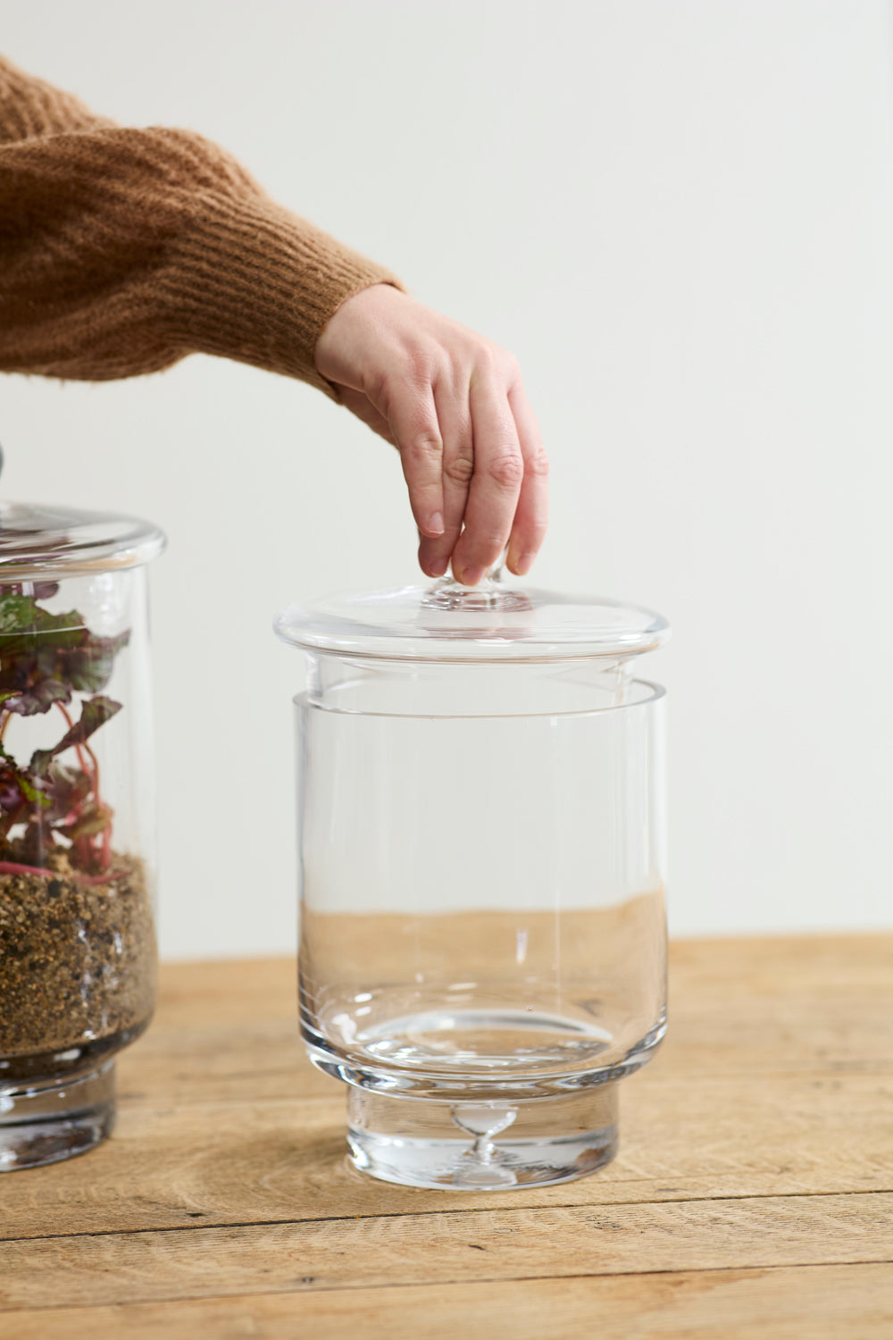 Asteridge clear lidded glass terrarium, 6.75 by 10 inch, view 3