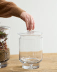 Asteridge clear lidded glass terrarium, 6.75 by 10 inch, view 3