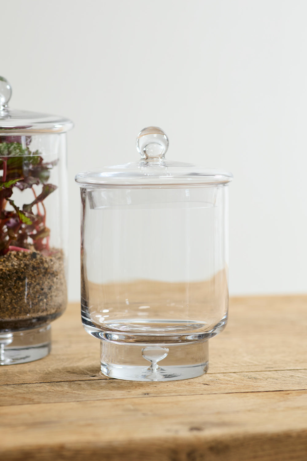 Asteridge clear lidded glass terrarium, 6.75 by 10 inch, view 2