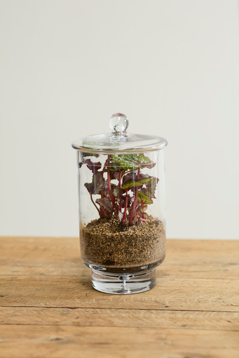 Asteridge tall clear lidded glass terrarium, 6.75 by 12 inch, view 4