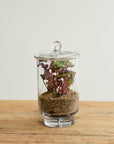 Asteridge tall clear lidded glass terrarium, 6.75 by 12 inch, view 4
