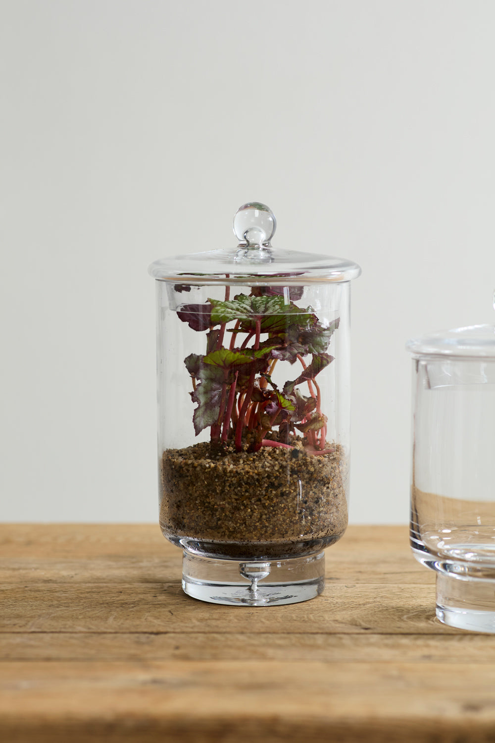 Asteridge tall clear lidded glass terrarium, 6.75 by 12 inch, view 2