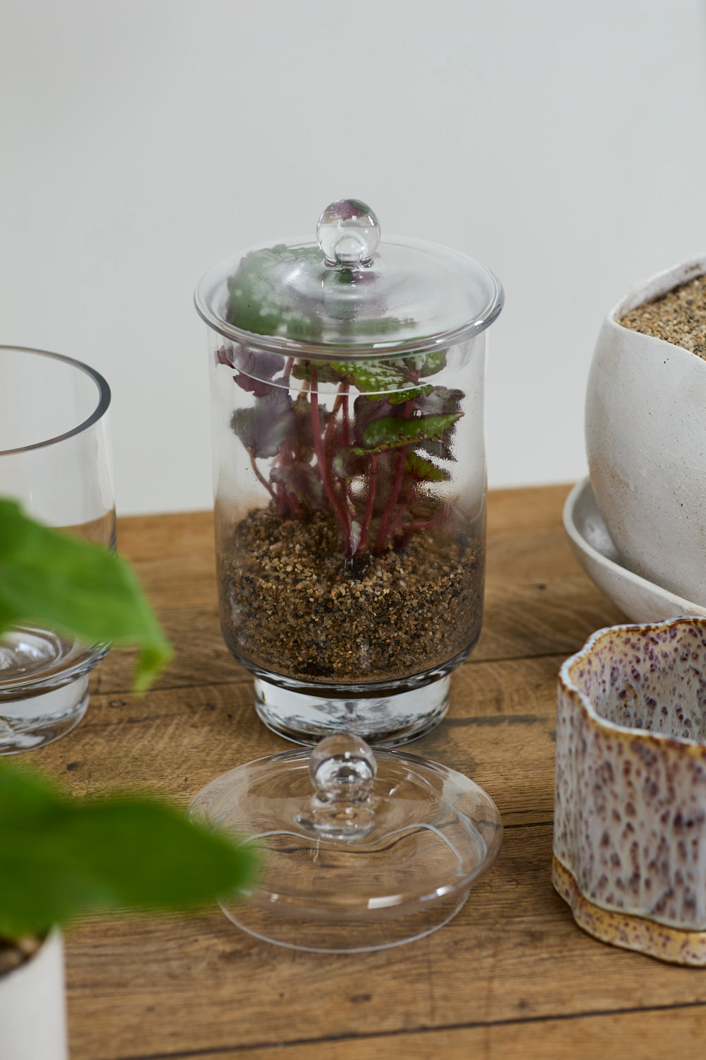 Asteridge tall clear lidded glass terrarium, 6.75 by 12 inch, view 3