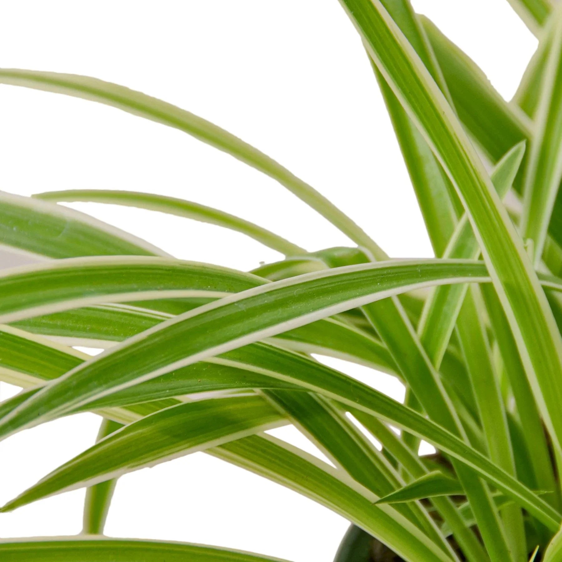 Reverse Spider Plant Live Indoor Plant (Chlorophytum comosum), Easy Care Houseplant for Home and Office Decor