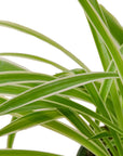 Reverse Spider Plant Live Indoor Plant (Chlorophytum comosum), Easy Care Houseplant for Home and Office Decor