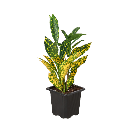 Croton 'Gold Dust' Live Indoor Plant (Codiaeum variegatum), Easy Care Colorful Foliage Houseplant for Home and Office Decor