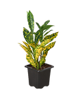 Croton 'Gold Dust' Live Indoor Plant (Codiaeum variegatum), Easy Care Colorful Foliage Houseplant for Home and Office Decor
