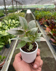 Tineke Rubber Plant Live Indoor Plant (Ficus elastica), Easy Care Variegated Foliage Houseplant for Home and Office Decor
