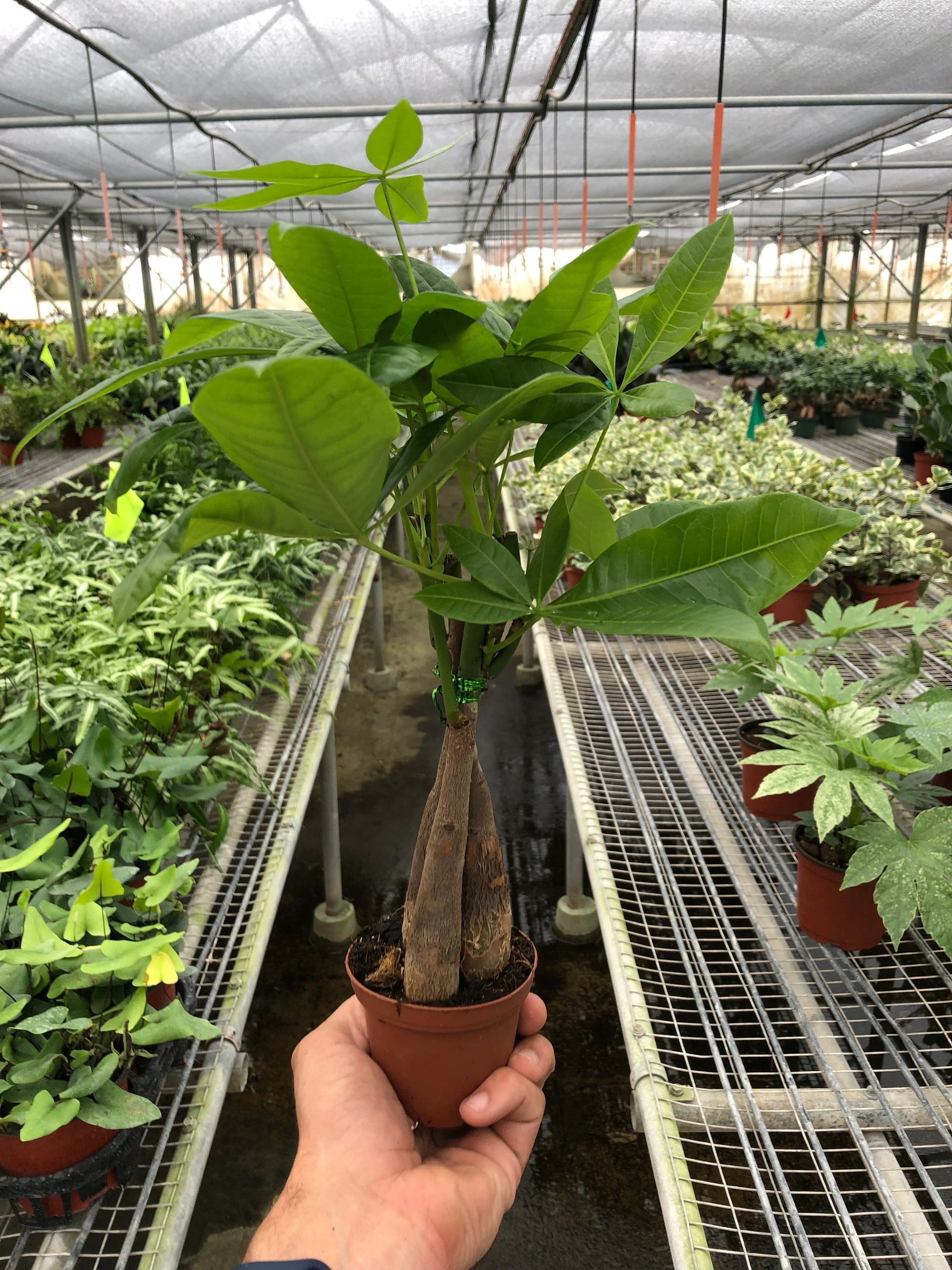 Money Tree Pachira Braid Live Indoor Plant (Pachira aquatica), Easy Care Braided Trunk Houseplant for Home and Office Decor