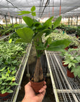 Money Tree Pachira Braid Live Indoor Plant (Pachira aquatica), Easy Care Braided Trunk Houseplant for Home and Office Decor