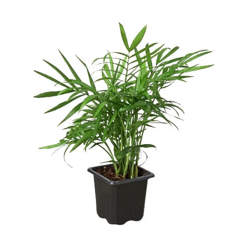 Parlor Palm Live Indoor Plant (Chamaedorea elegans), Easy Care Palm Houseplant for Home and Office Decor