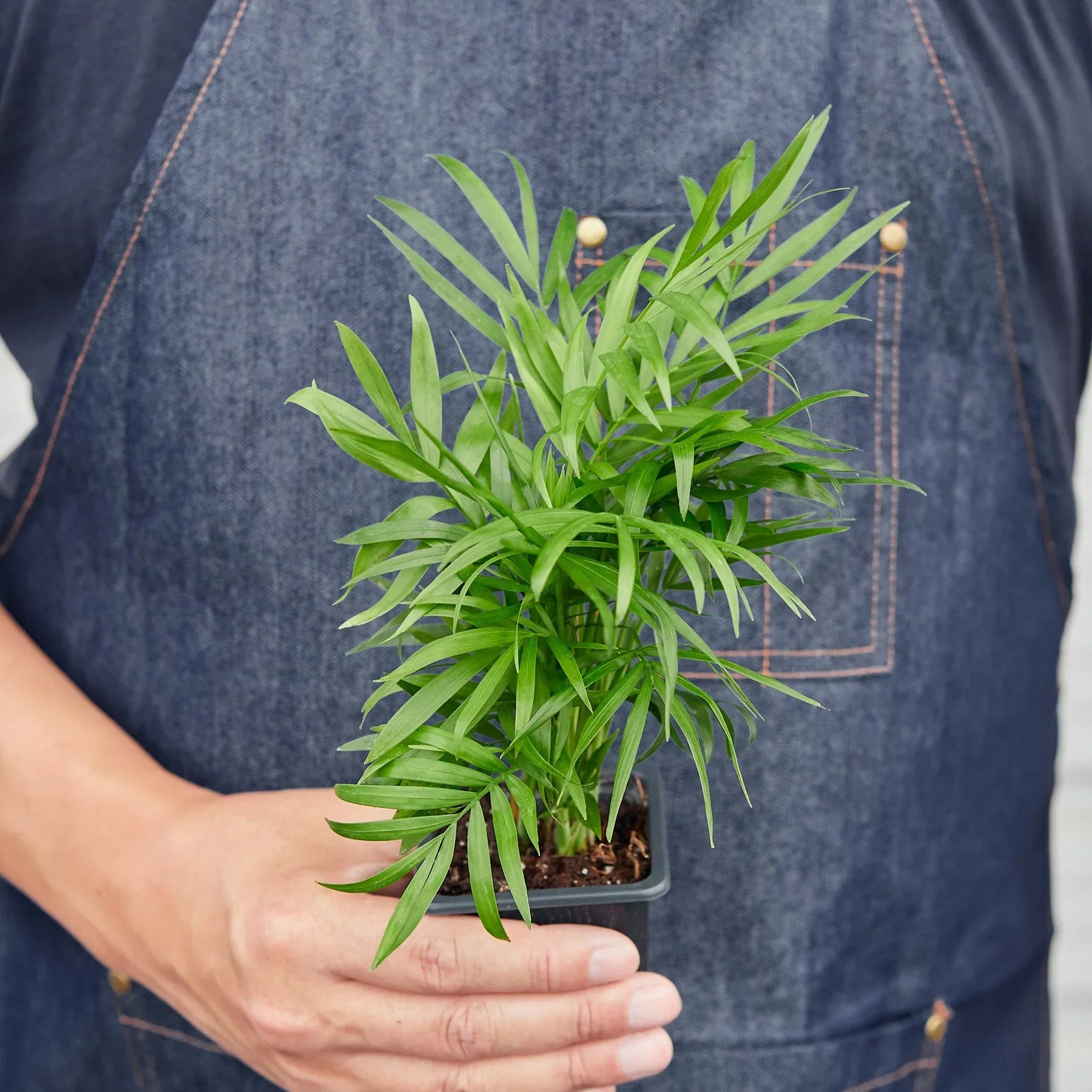 Parlor Palm Live Indoor Plant (Chamaedorea elegans), Easy Care Palm Houseplant for Home and Office Decor
