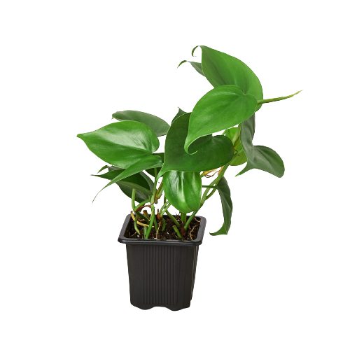 Heartleaf Philodendron Cordatum Live Indoor Plant (Philodendron hederaceum), Easy Care Trailing Houseplant for Home and Office Decor