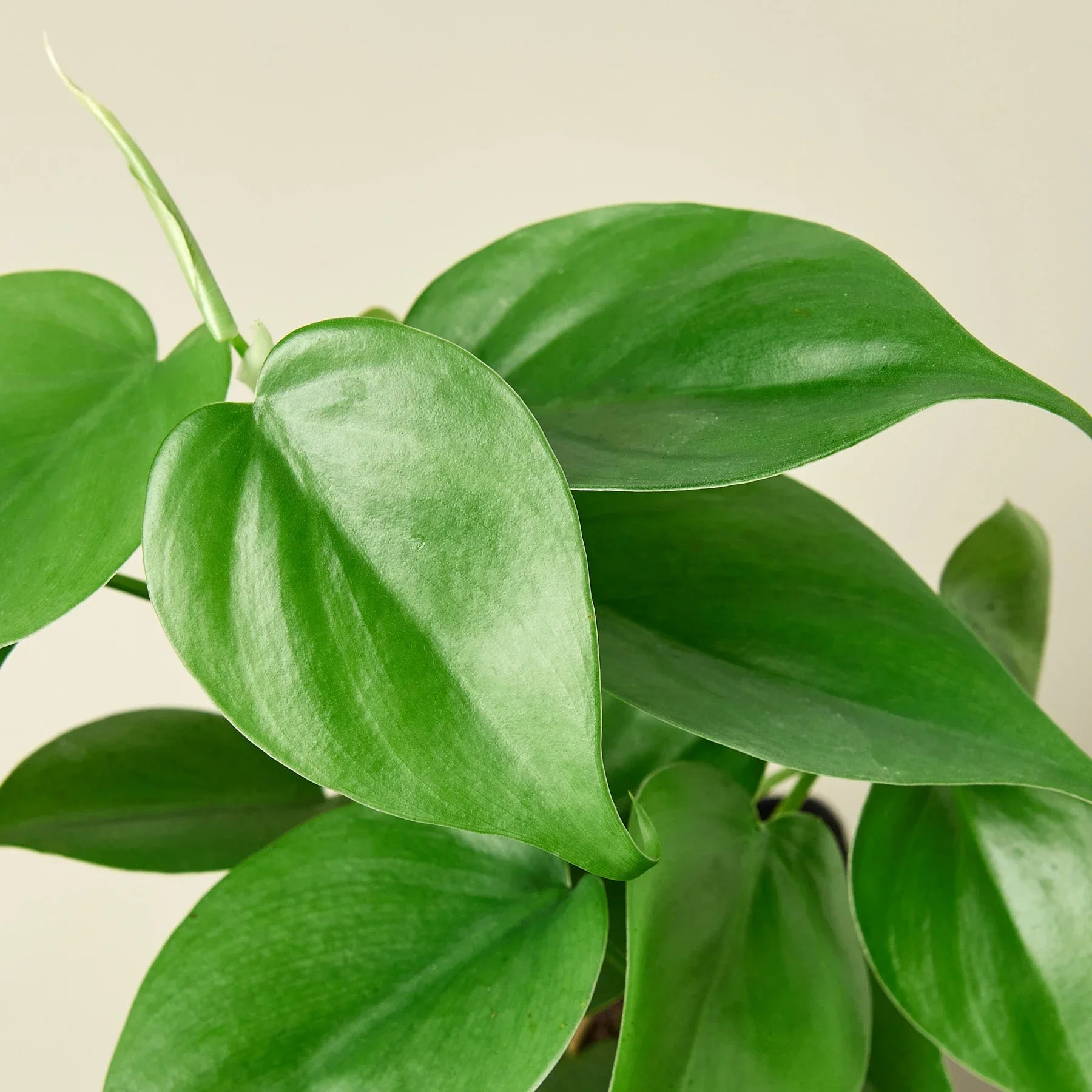 Heartleaf Philodendron Cordatum Live Indoor Plant (Philodendron hederaceum), Easy Care Trailing Houseplant for Home and Office Decor