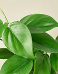 Heartleaf Philodendron Cordatum Live Indoor Plant (Philodendron hederaceum), Easy Care Trailing Houseplant for Home and Office Decor