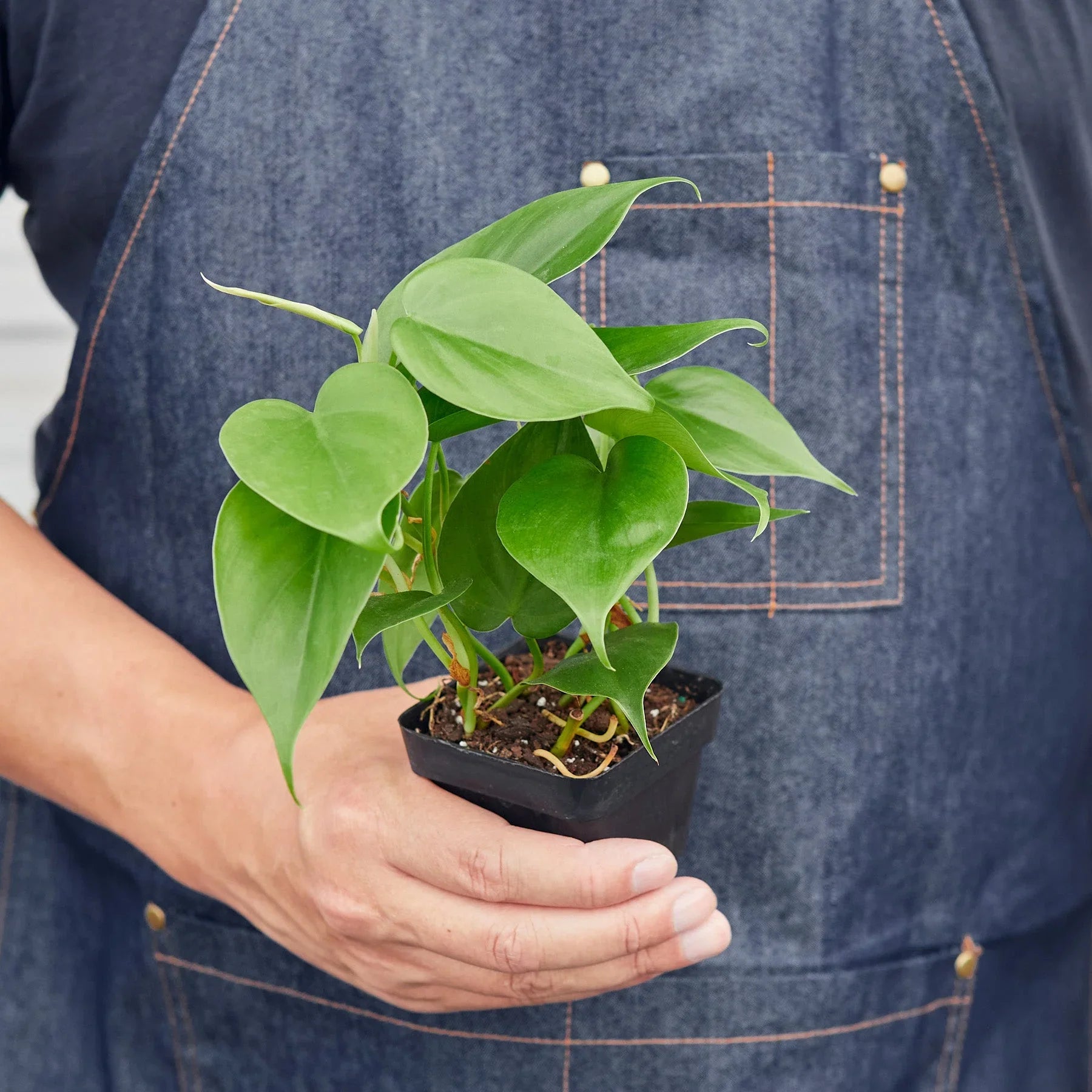 Heartleaf Philodendron Cordatum Live Indoor Plant (Philodendron hederaceum), Easy Care Trailing Houseplant for Home and Office Decor