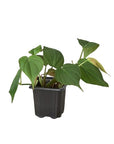 Velvet Philodendron Micans Live Indoor Plant (Philodendron hederaceum micans), Easy Care Trailing Houseplant for Home and Office Decor