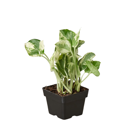 Pothos 'N'Joy' Live Indoor Plant (Epipremnum aureum), Easy Care Trailing Houseplant for Home and Office Decor