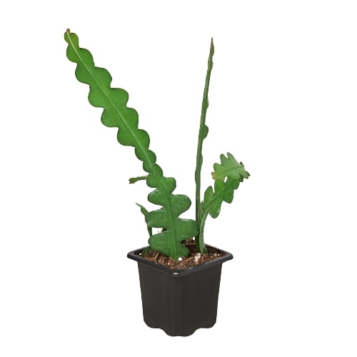Ric Rac Cactus Live Indoor Plant (Selenicereus anthonyanus), Easy Care Trailing Fishbone Houseplant for Home and Office Decor