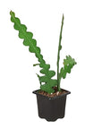 Ric Rac Cactus Live Indoor Plant (Selenicereus anthonyanus), Easy Care Trailing Fishbone Houseplant for Home and Office Decor