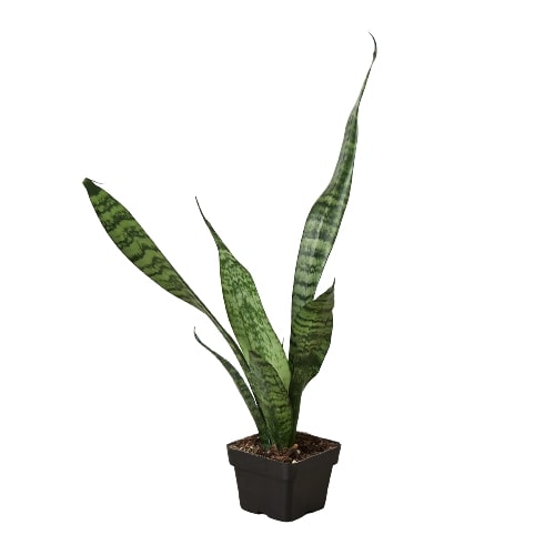 Snake Plant 'Zeylanica' Live Indoor Plant (Dracaena trifasciata), Easy Care Low Light Drought Tolerant Houseplant for Home and Office Decor