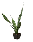 Snake Plant 'Zeylanica' Live Indoor Plant (Dracaena trifasciata), Easy Care Low Light Drought Tolerant Houseplant for Home and Office Decor