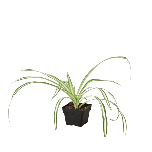 Reverse Spider Plant Live Indoor Plant (Chlorophytum comosum), Easy Care Houseplant for Home and Office Decor